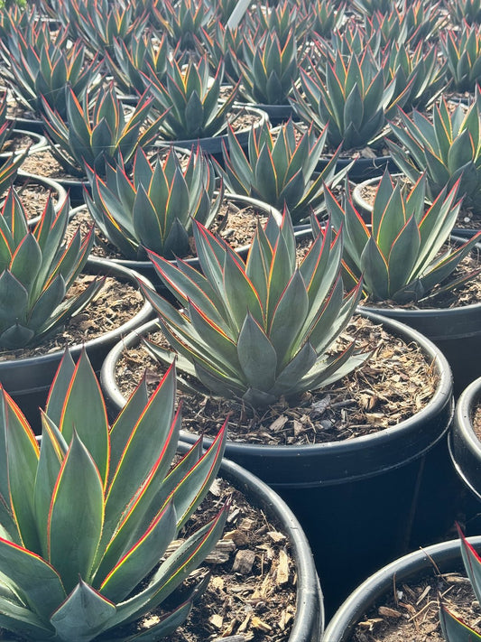 Agave blue glow jumbo