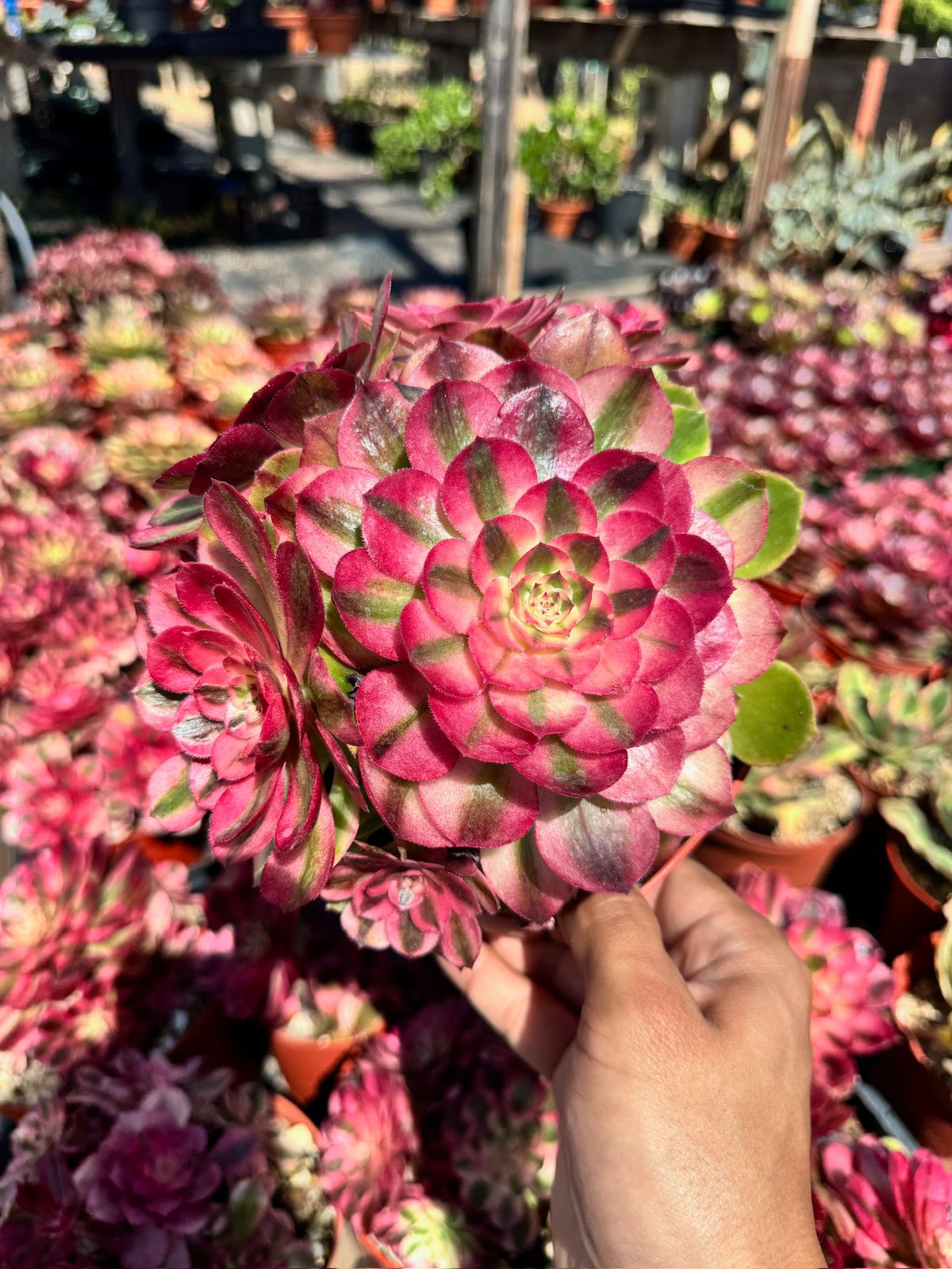 Aeonium peacock eye cluster