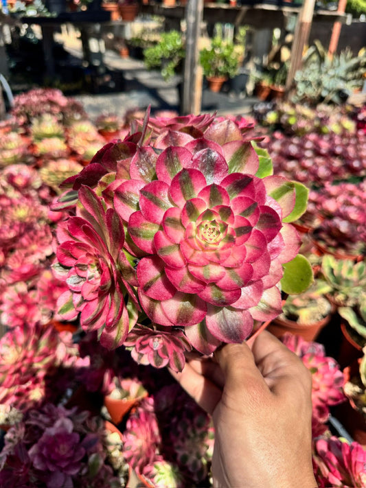 Aeonium peacock eye cluster