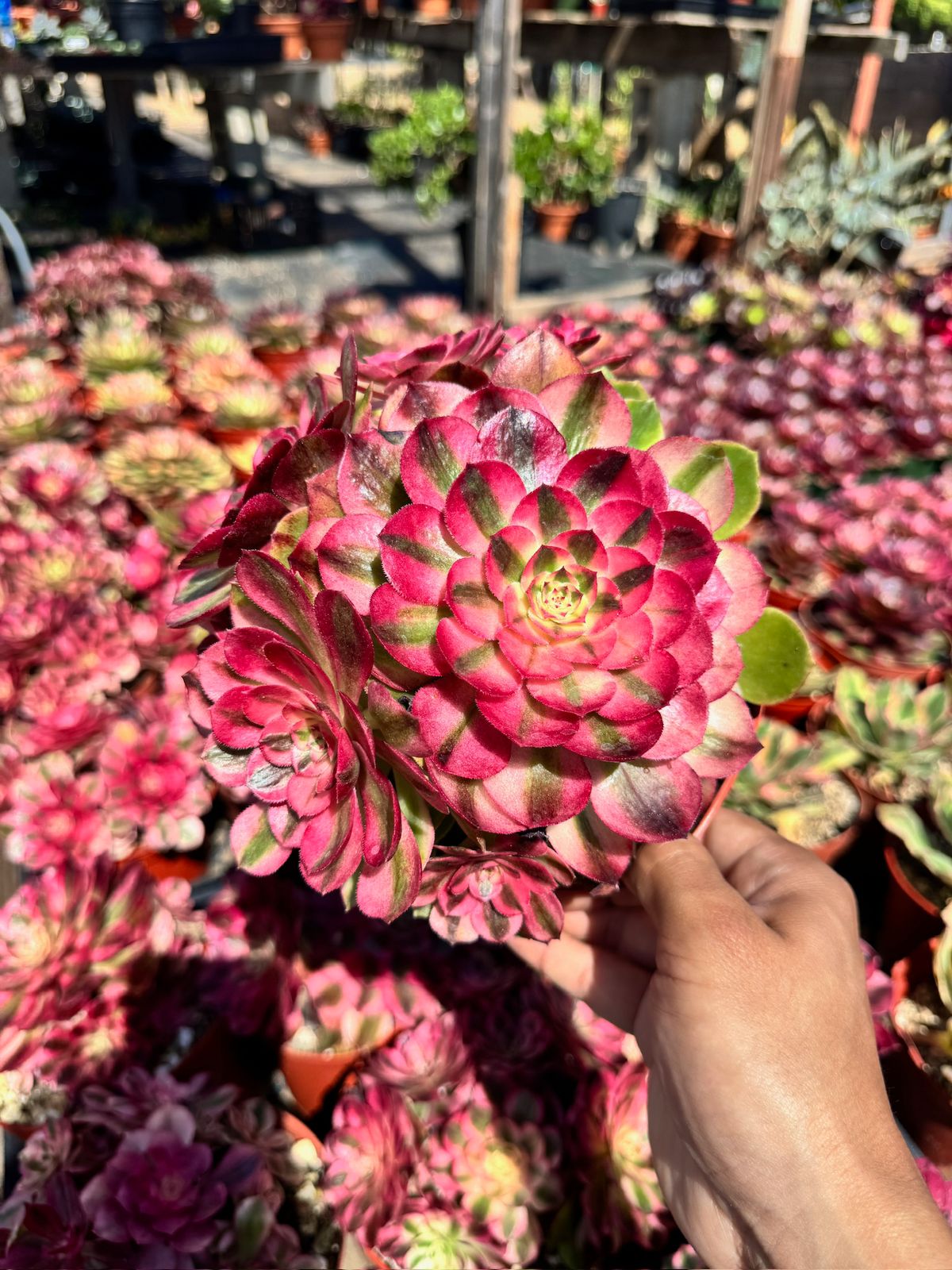Aeonium peacock eye cluster