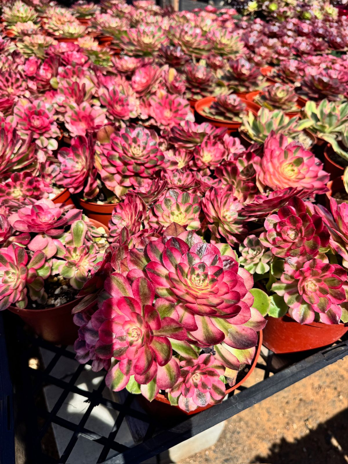 Aeonium peacock eye cluster