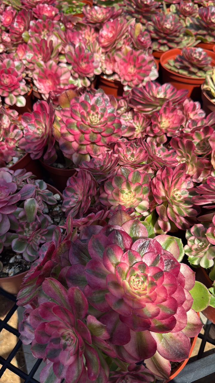 Aeonium peacock eye cluster