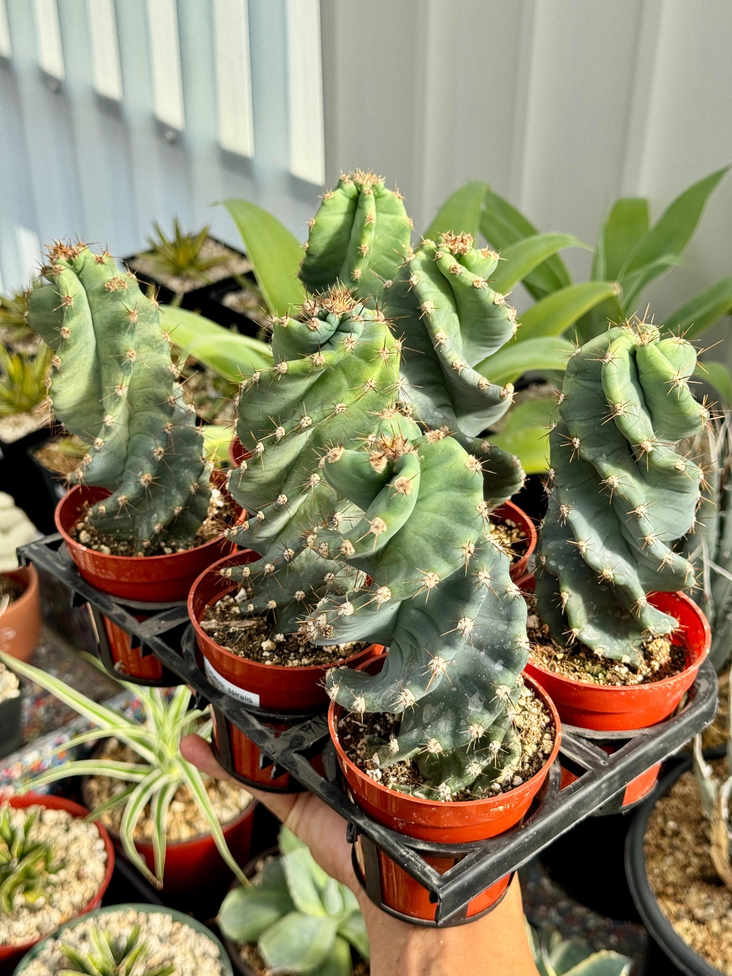 Cereus forbesii spiralis pack de 6