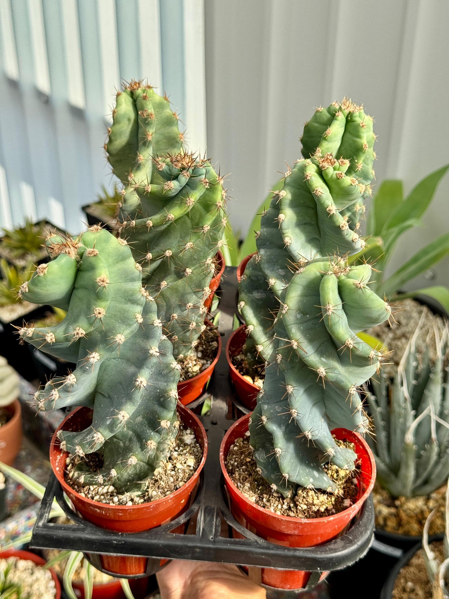 Cereus forbesii spiralis pack de 6