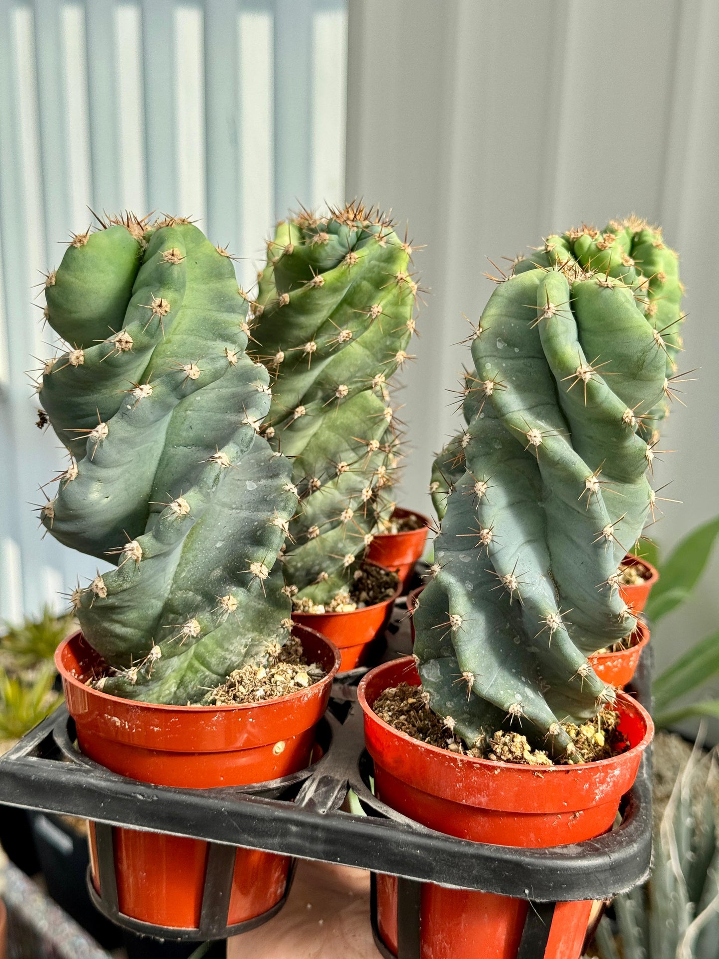 Cereus forbesii spiralis pack de 6