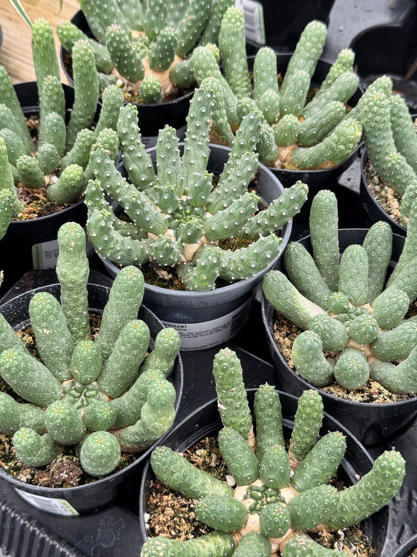 Euphorbia caput-medusa inermis 4"