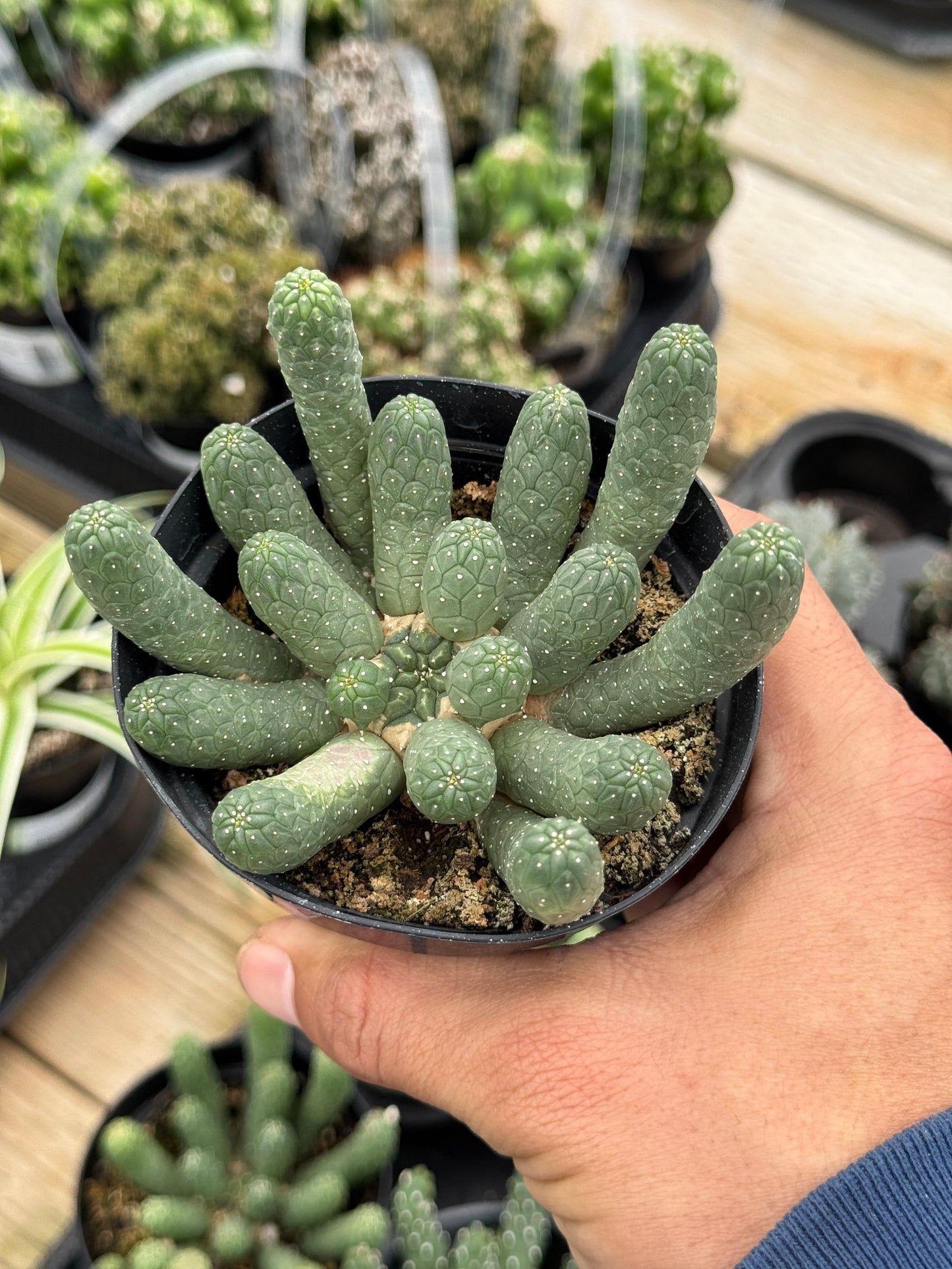 Euphorbia caput-medusa inermis 4"
