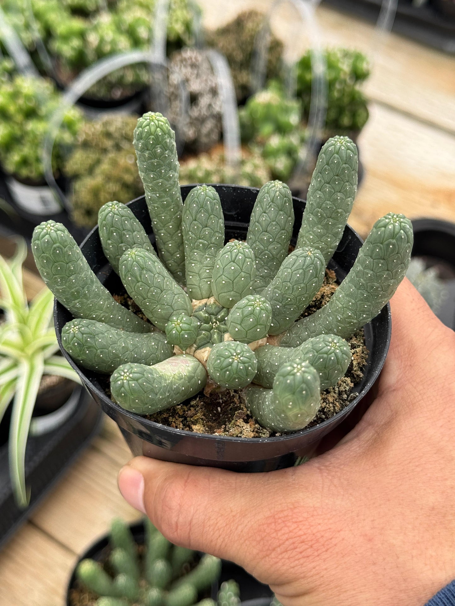 Euphorbia caput-medusa inermis 4"
