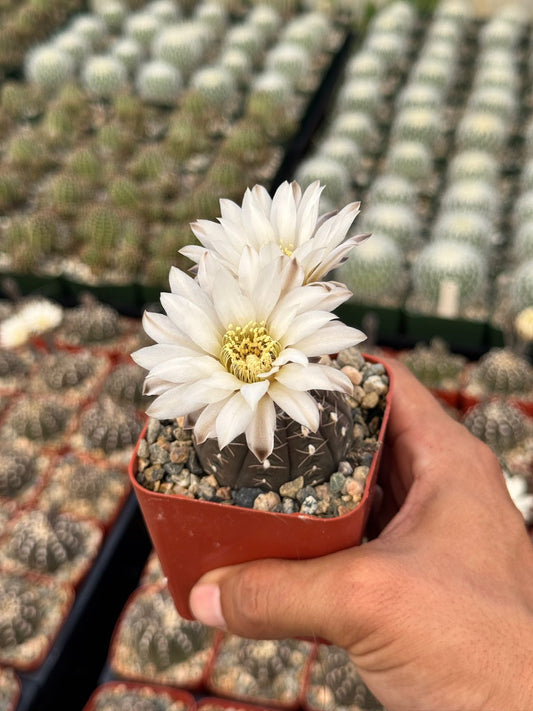 Gymnocalycium ragonesei