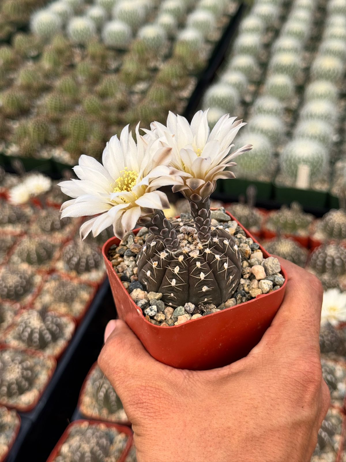 Gymnocalycium ragonesei