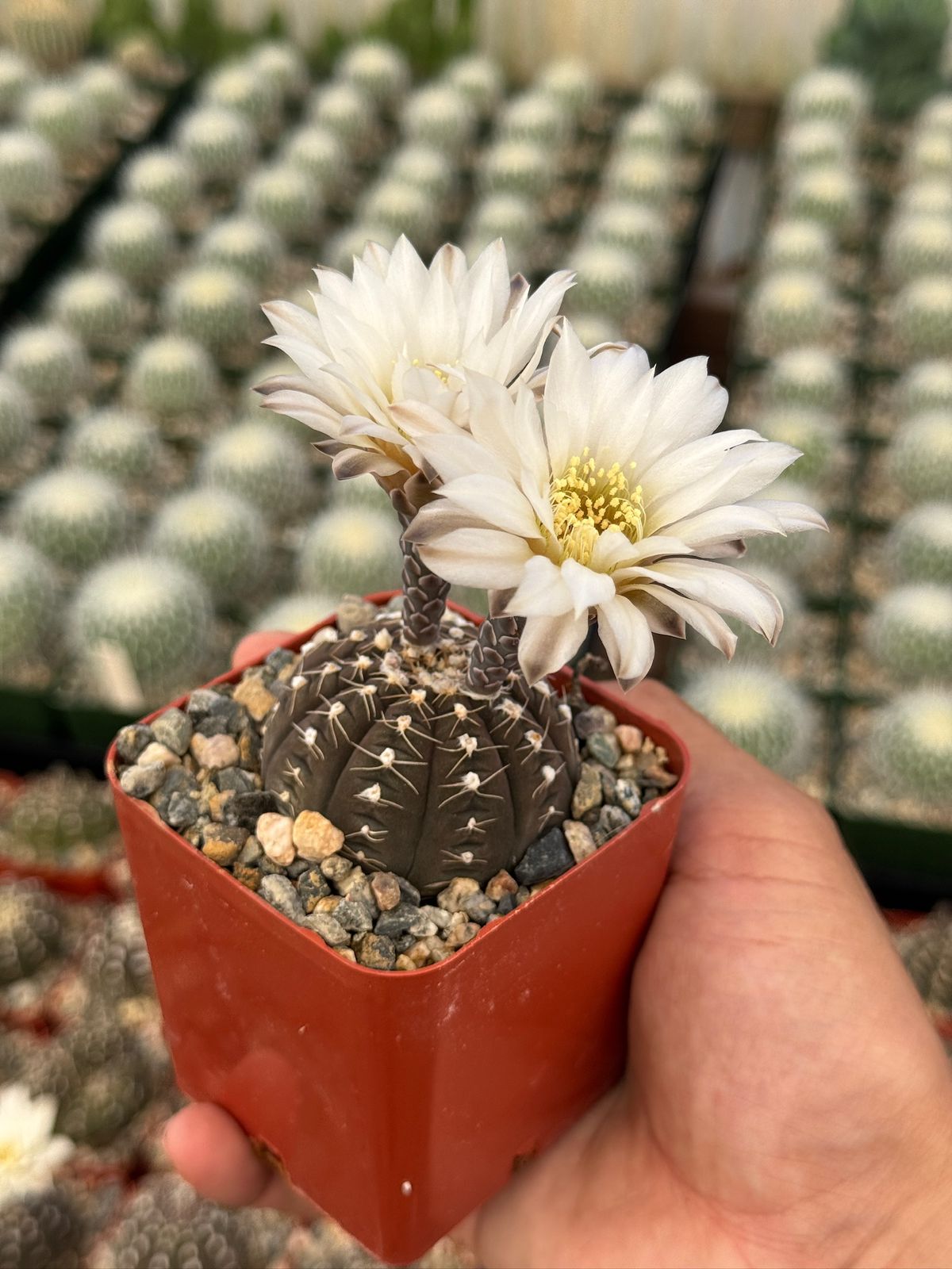 Gymnocalycium ragonesei