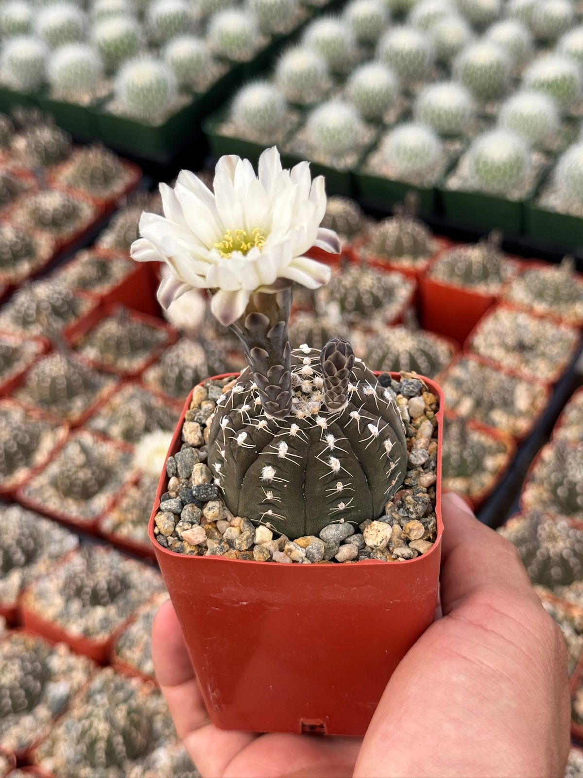 Gymnocalycium ragonesei