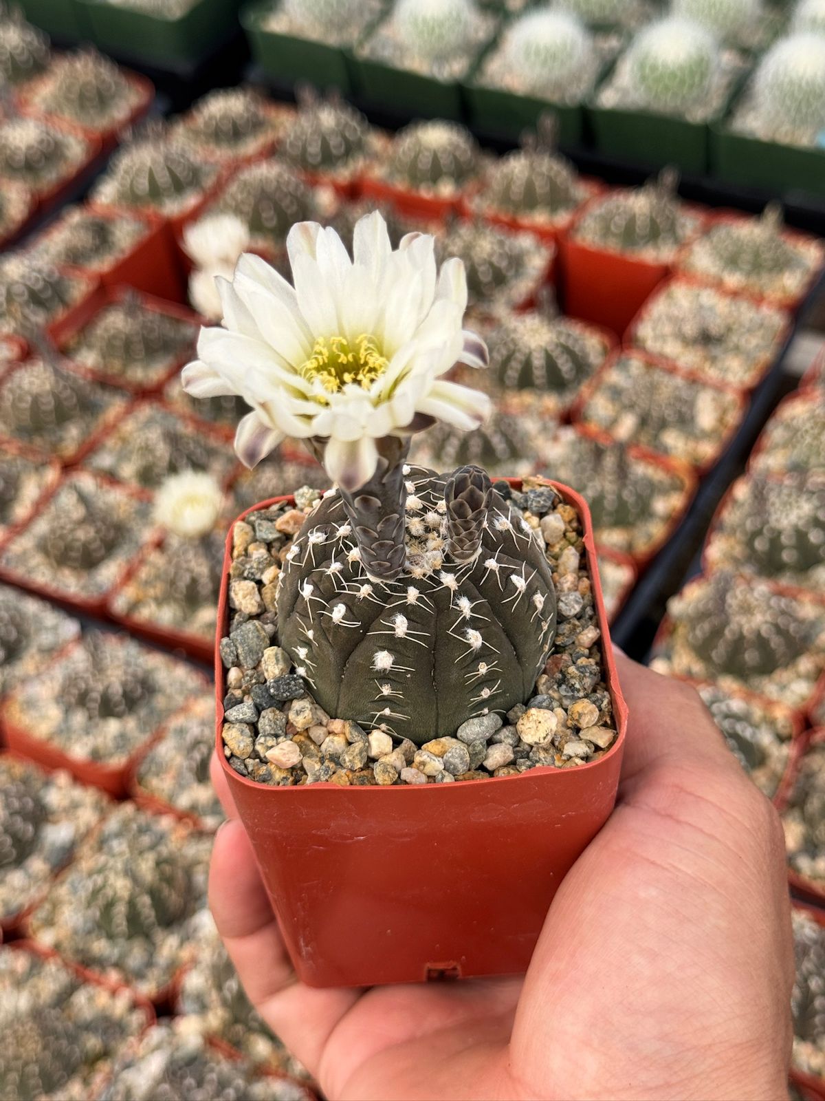 Gymnocalycium ragonesei