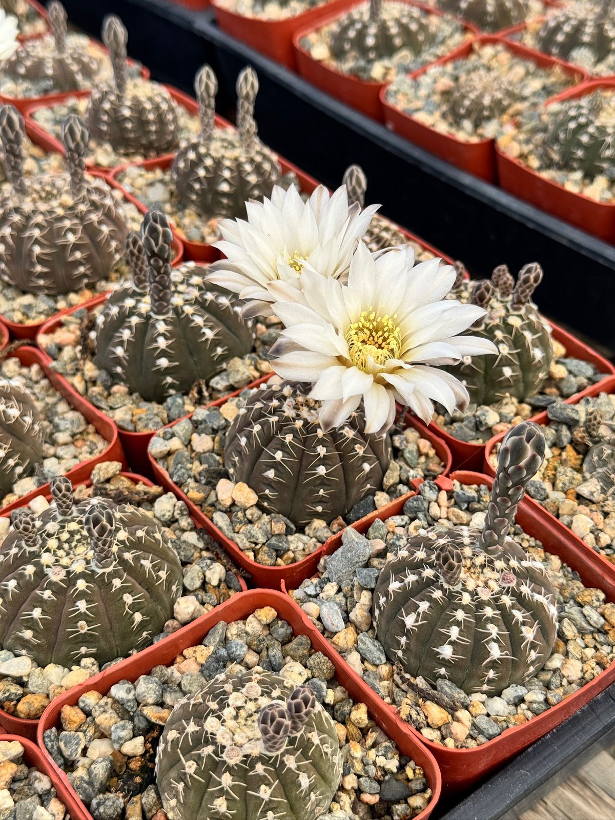 Gymnocalycium ragonesei