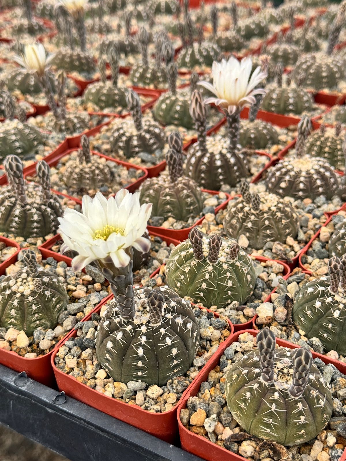 Gymnocalycium ragonesei