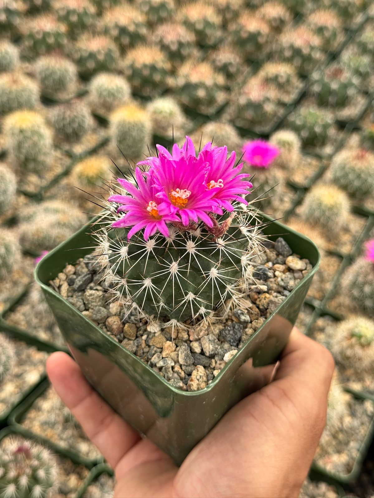 Gymnocalycium horripilus