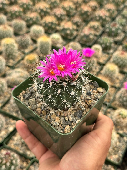Gymnocalycium horripilus