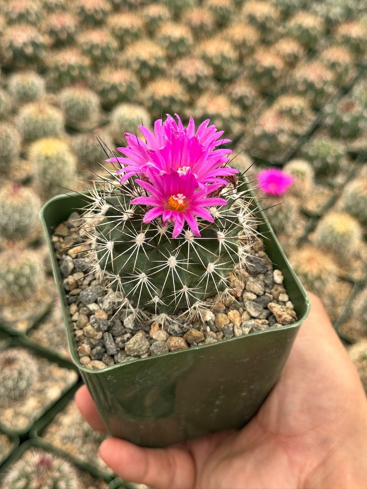 Gymnocalycium horripilus