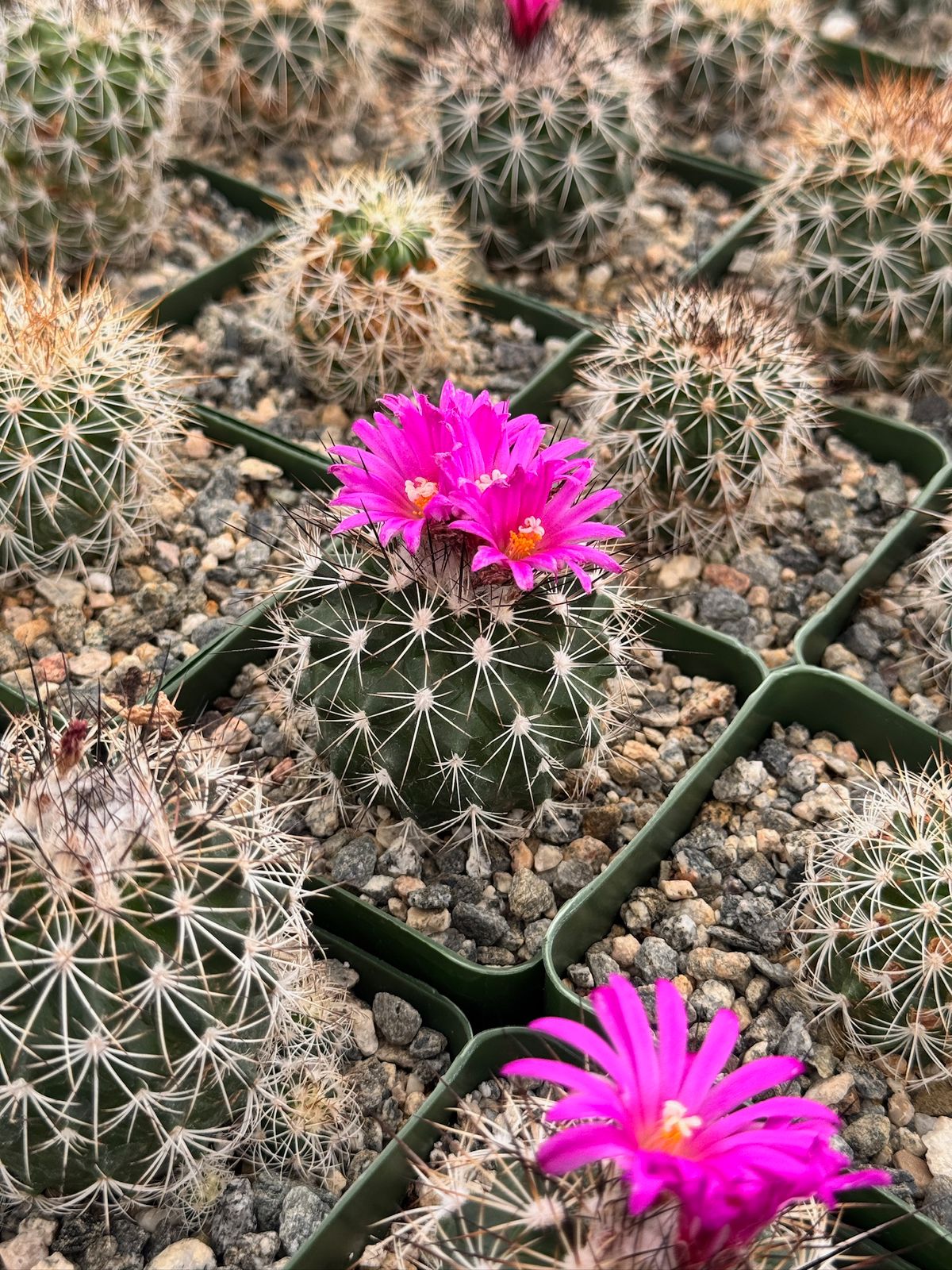 Gymnocalycium horripilus