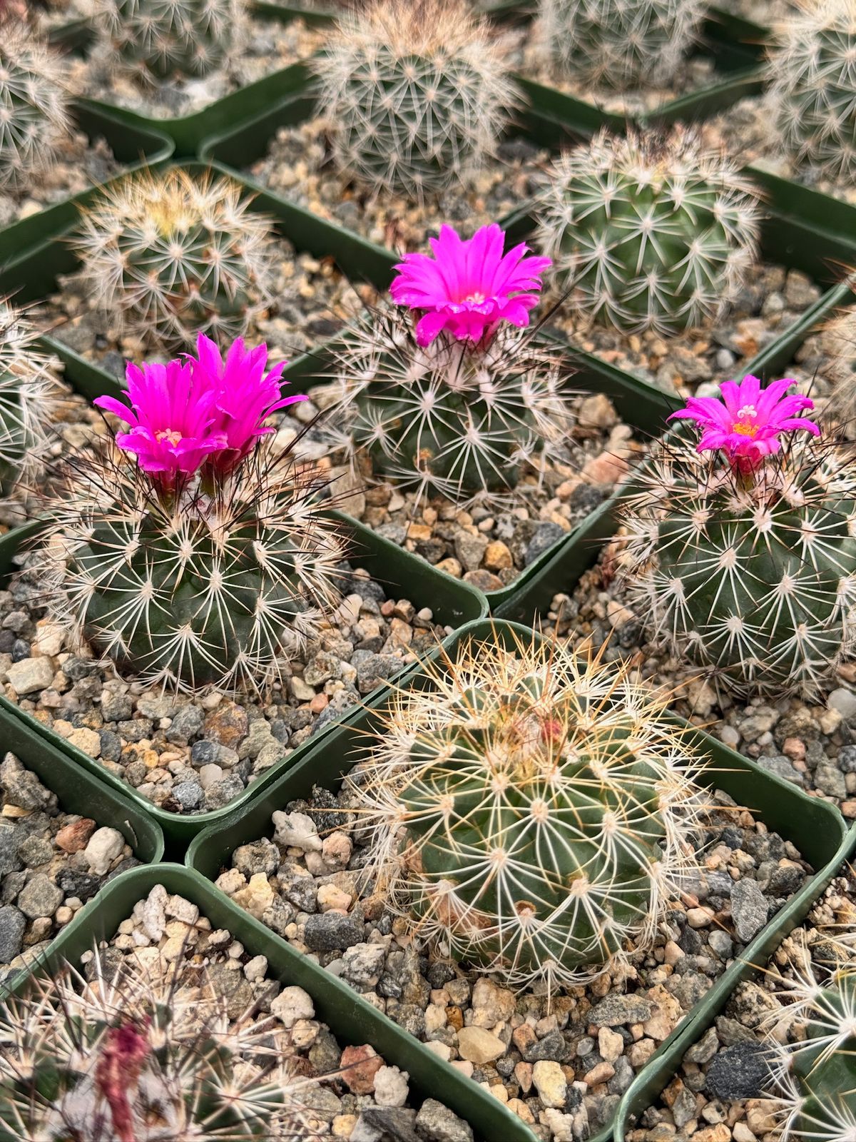 Gymnocalycium horripilus