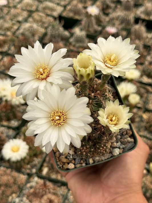 Gymnocalycium mesopotamicum