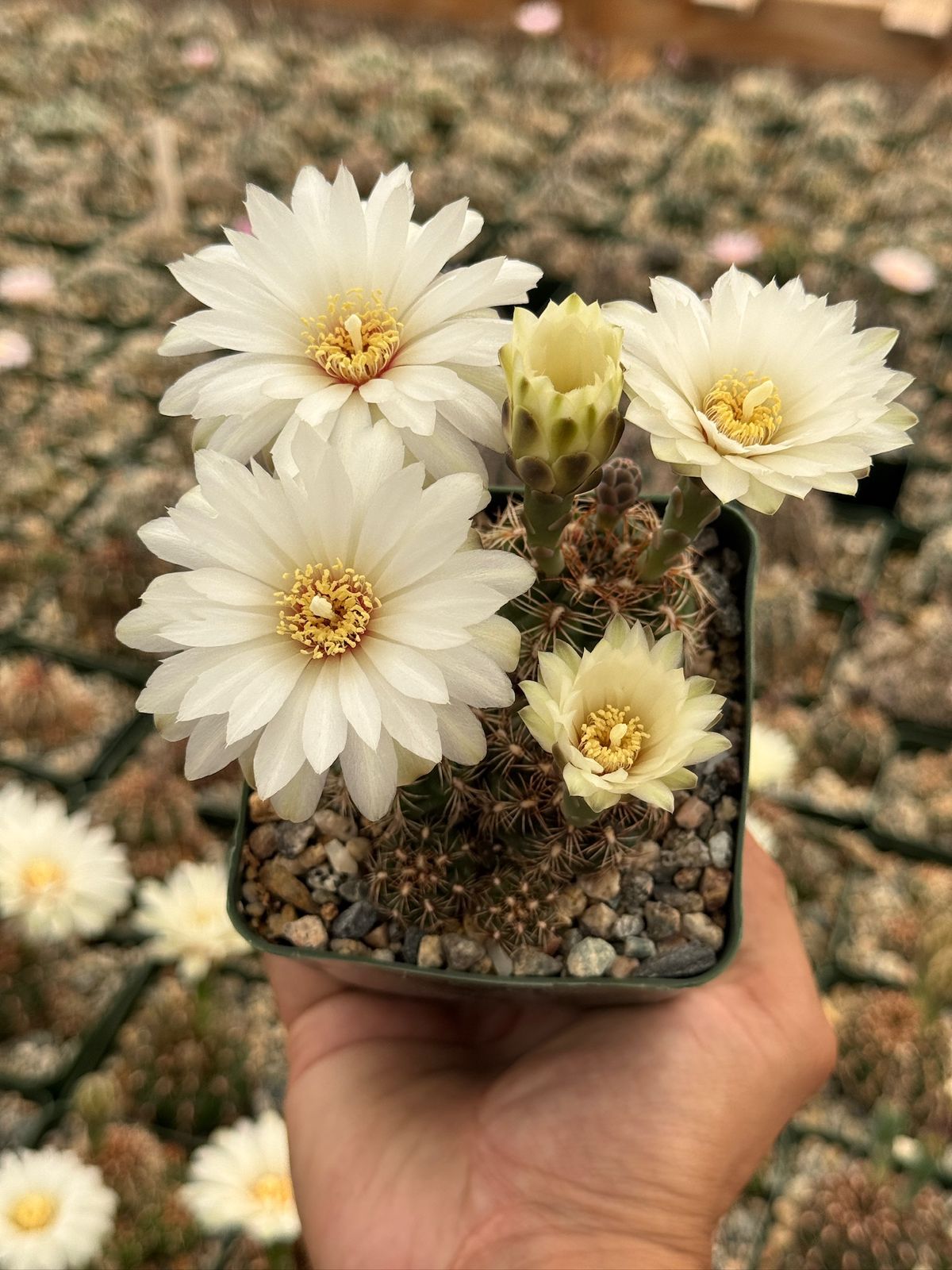 Gymnocalycium mesopotamicum