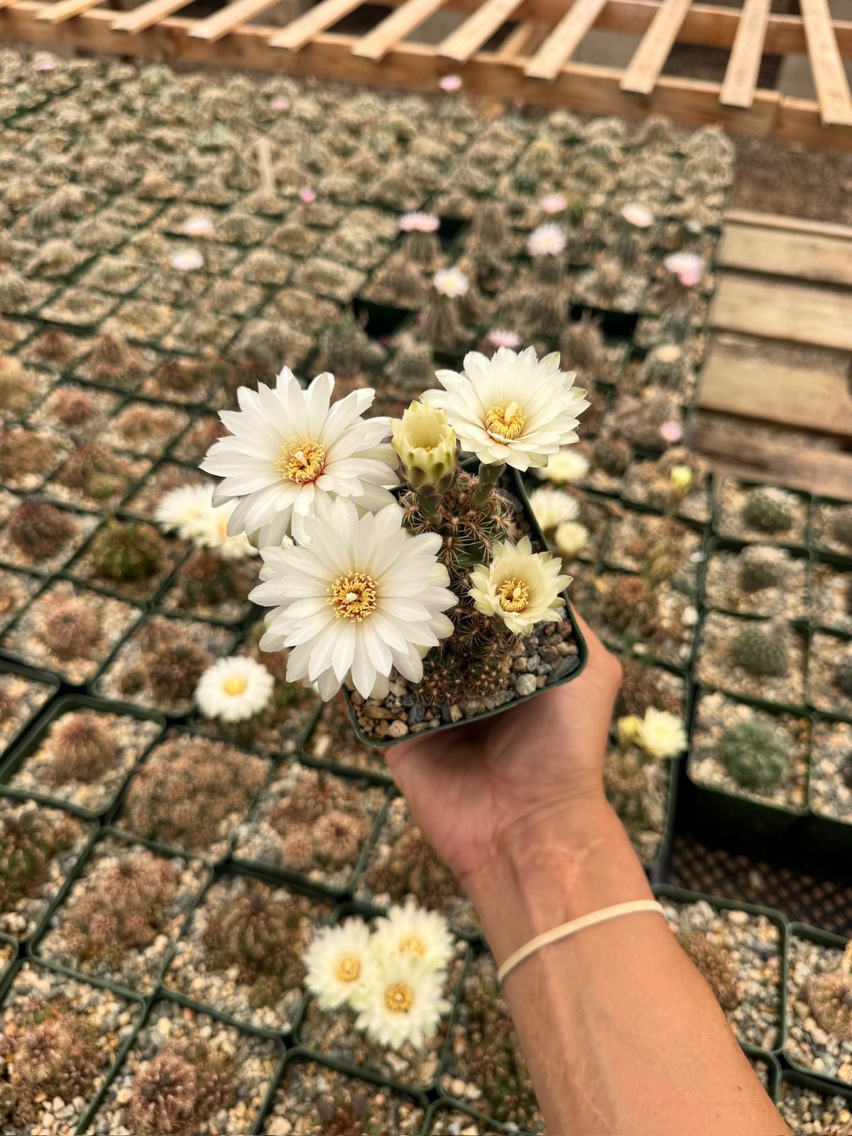 Gymnocalycium mesopotamicum