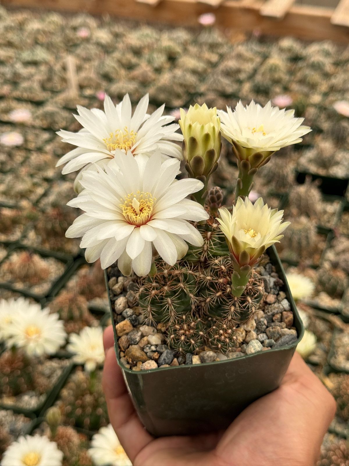 Gymnocalycium mesopotamicum