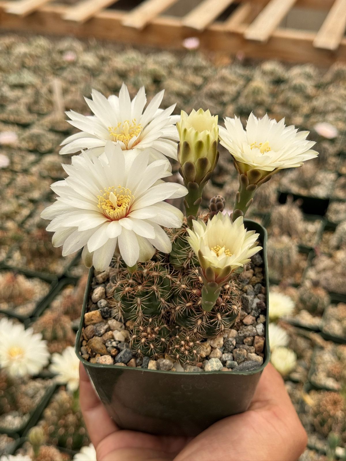 Gymnocalycium mesopotamicum