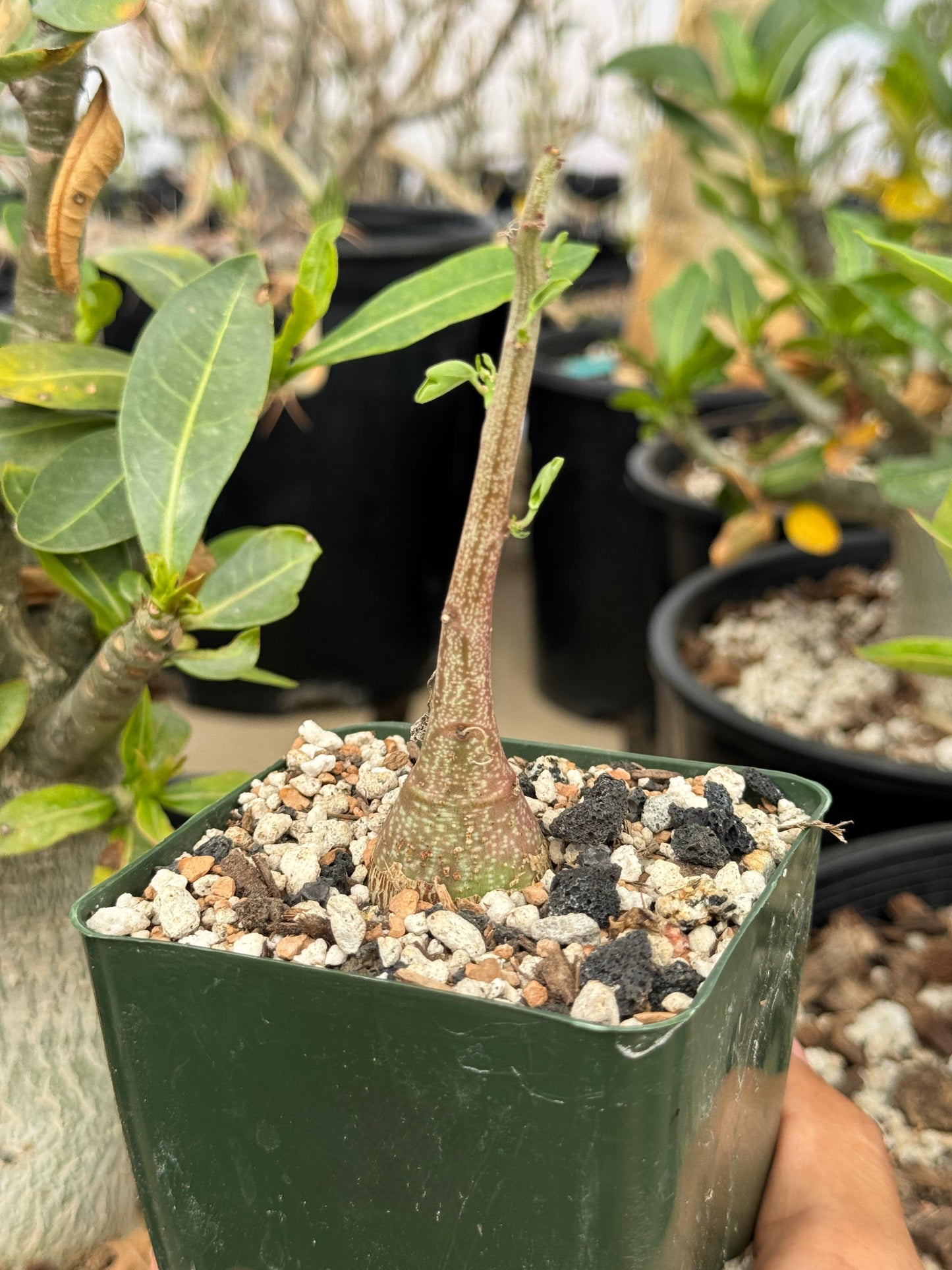 Adenia Spinosa 4”