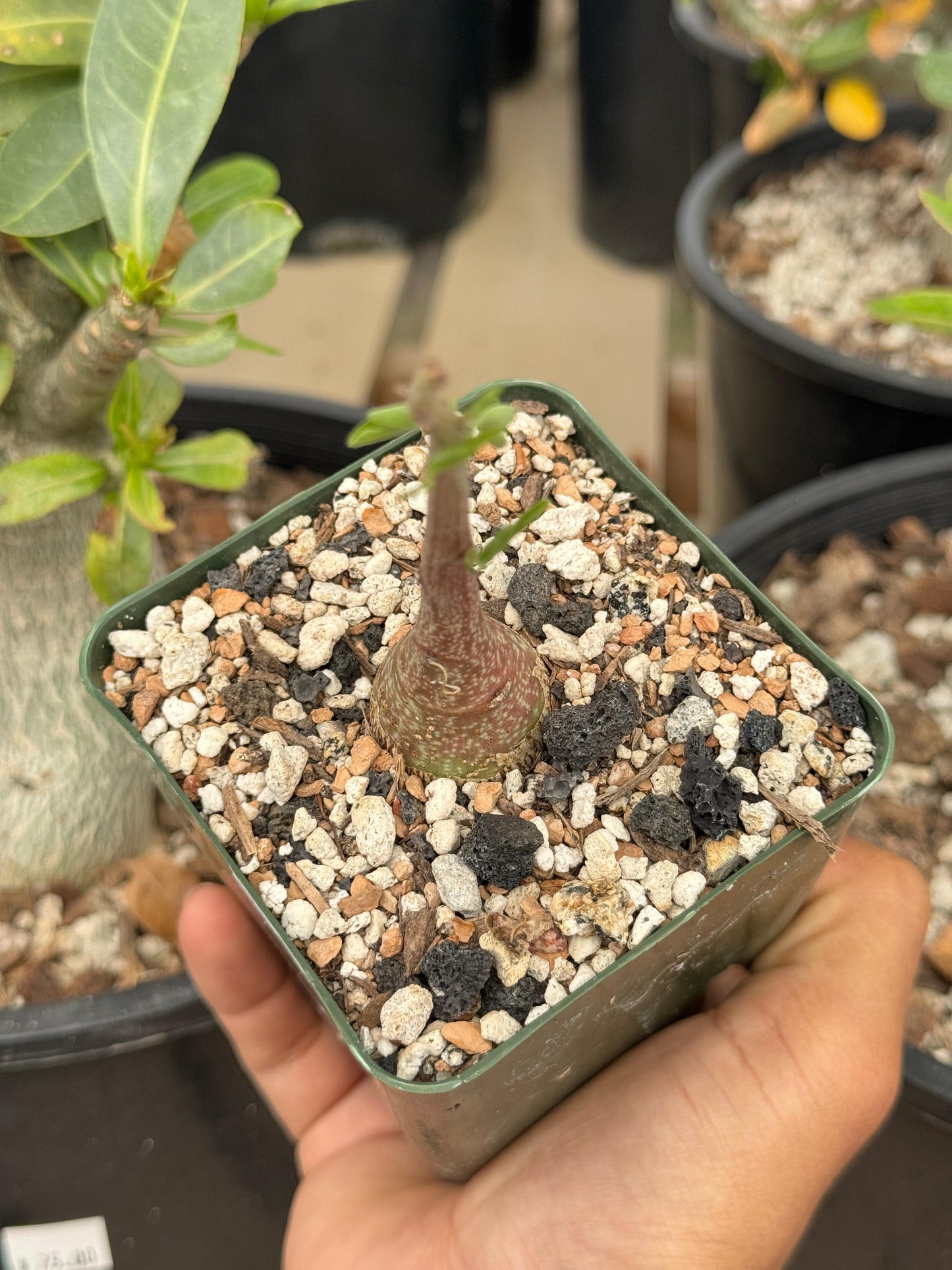 Adenia Spinosa 4”