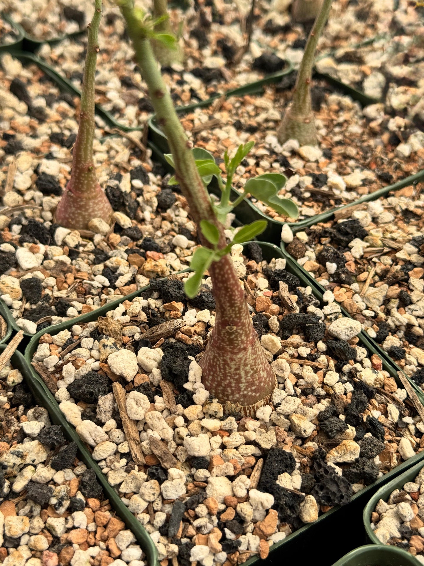 Adenia Spinosa 4”