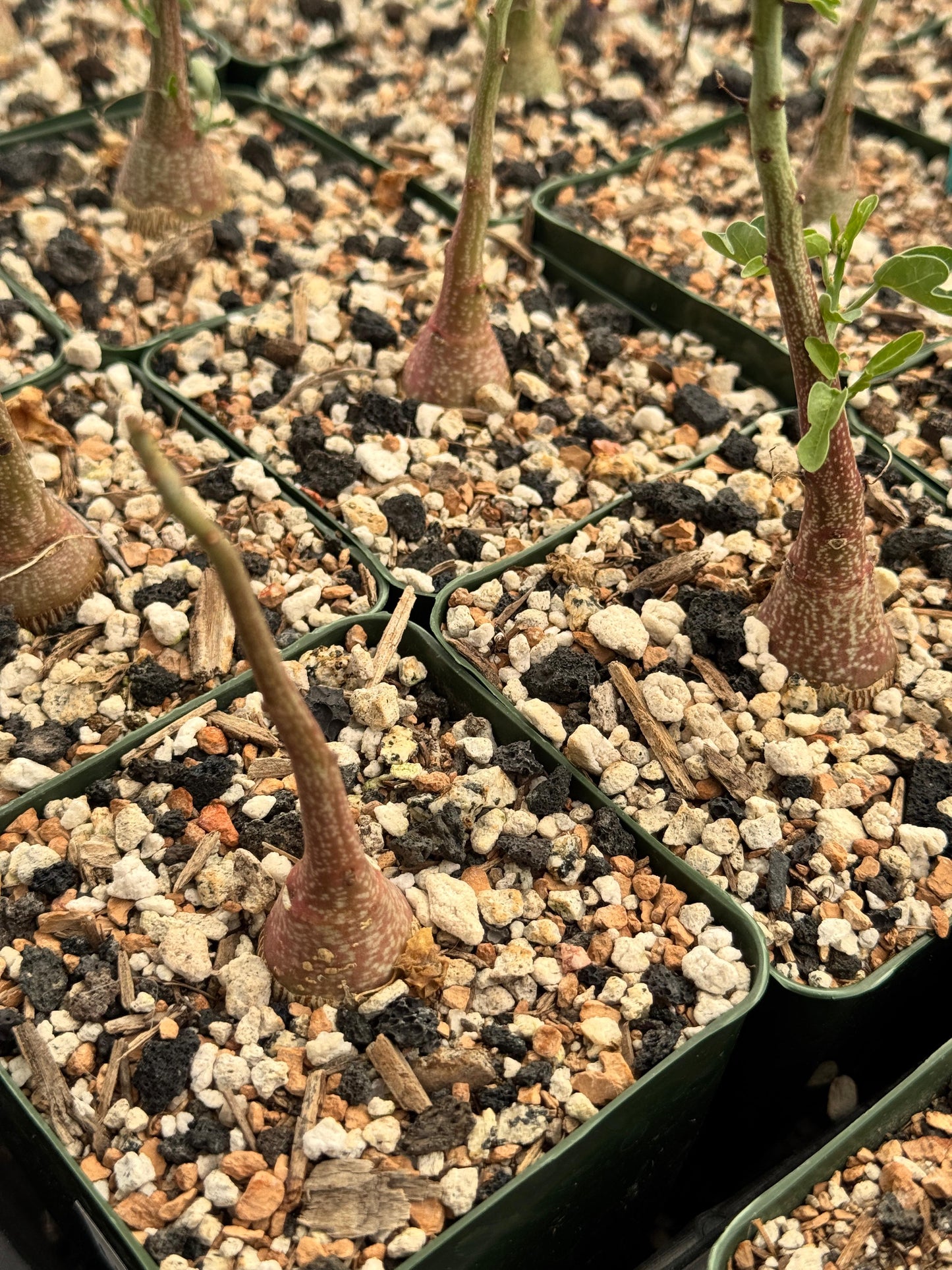 Adenia Spinosa 4”