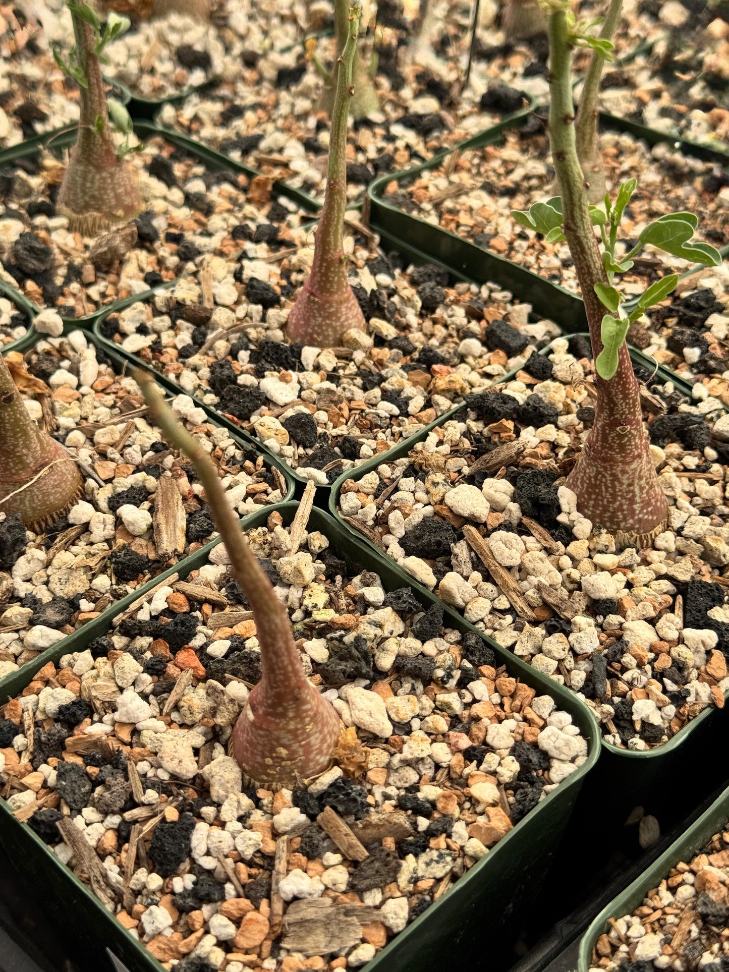 Adenia Spinosa 4”