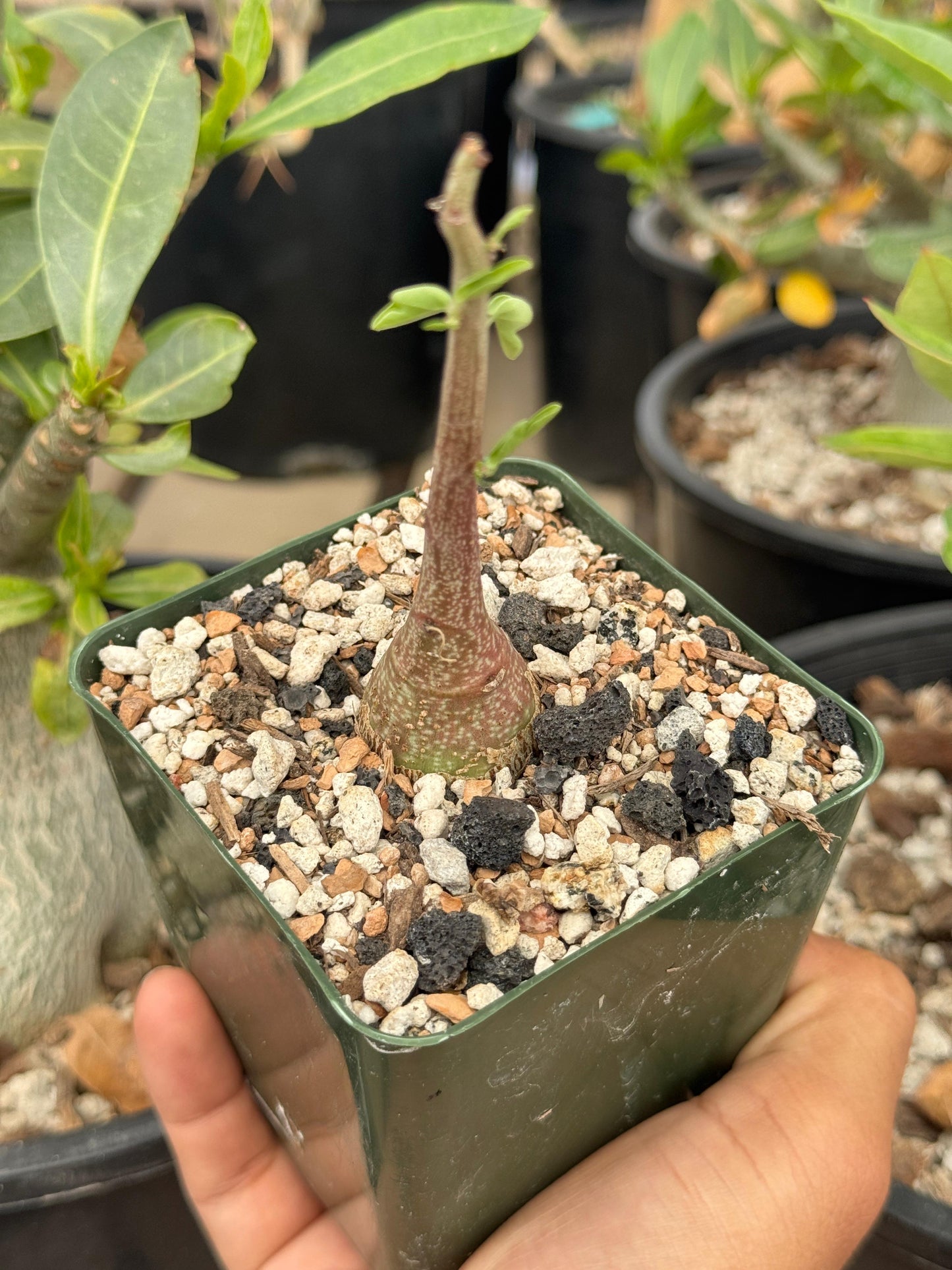 Adenia Spinosa 4”