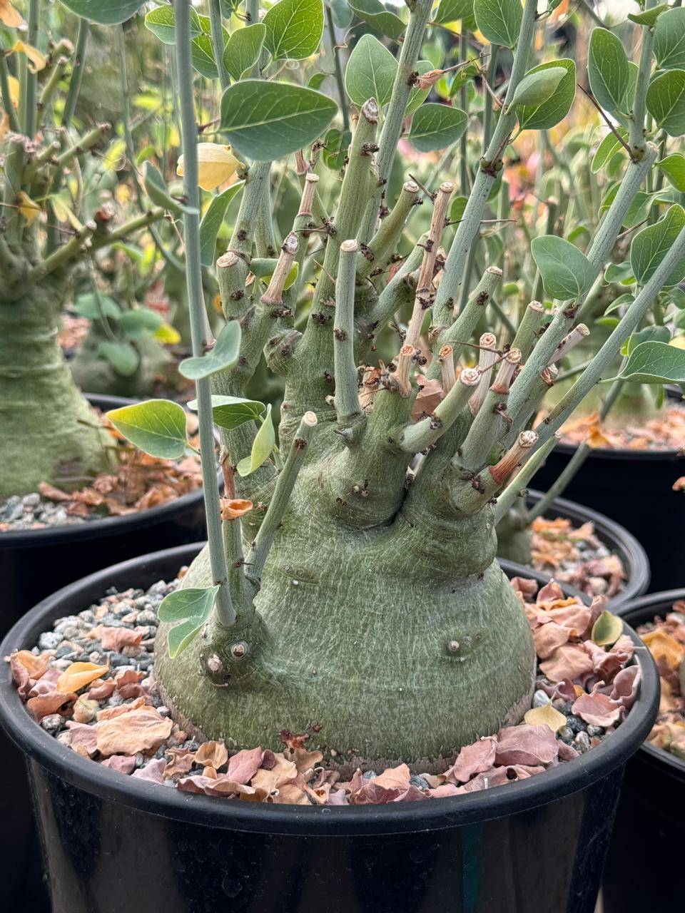Adenia Spinosa 4”