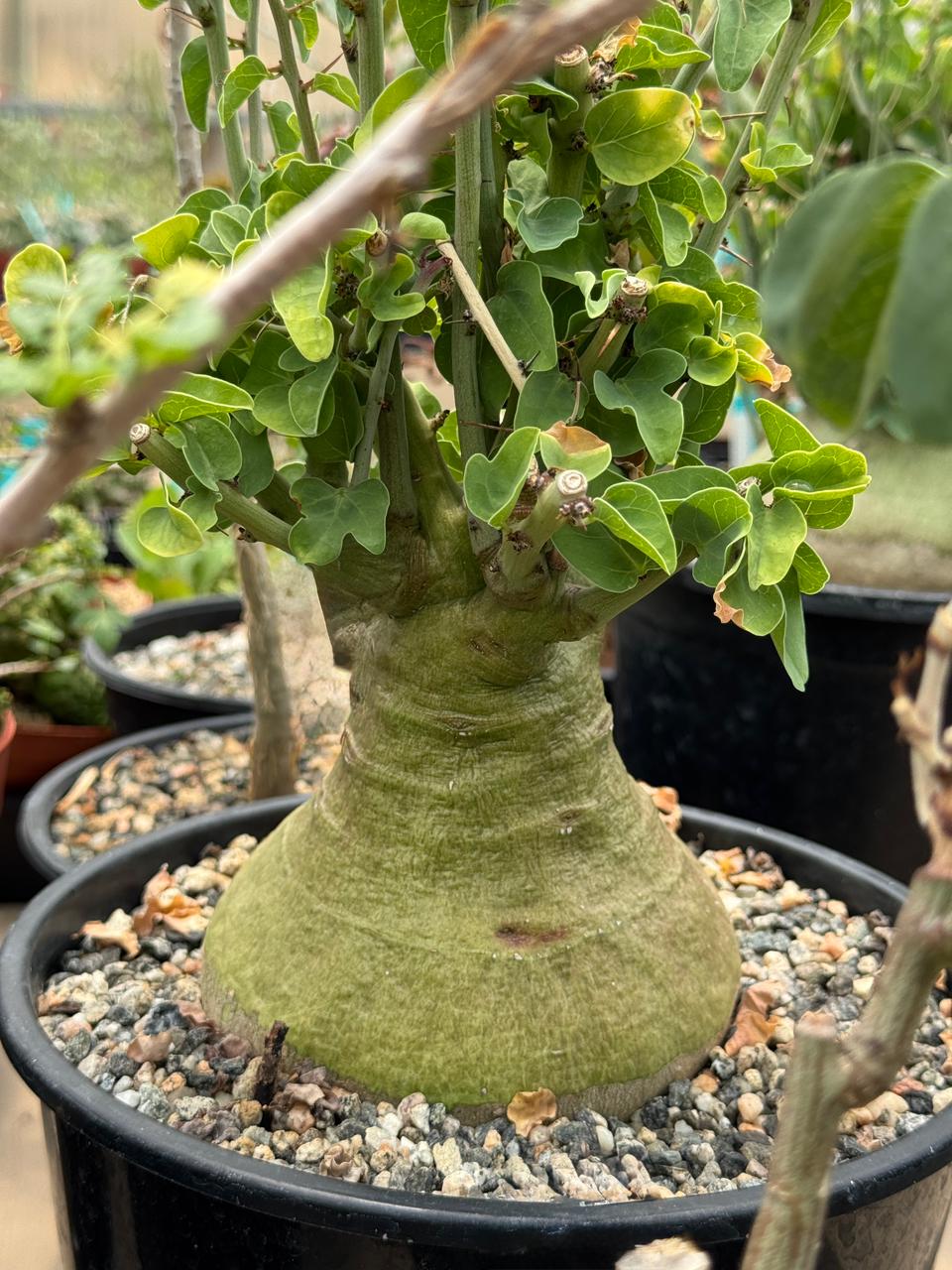Adenia Spinosa 4”