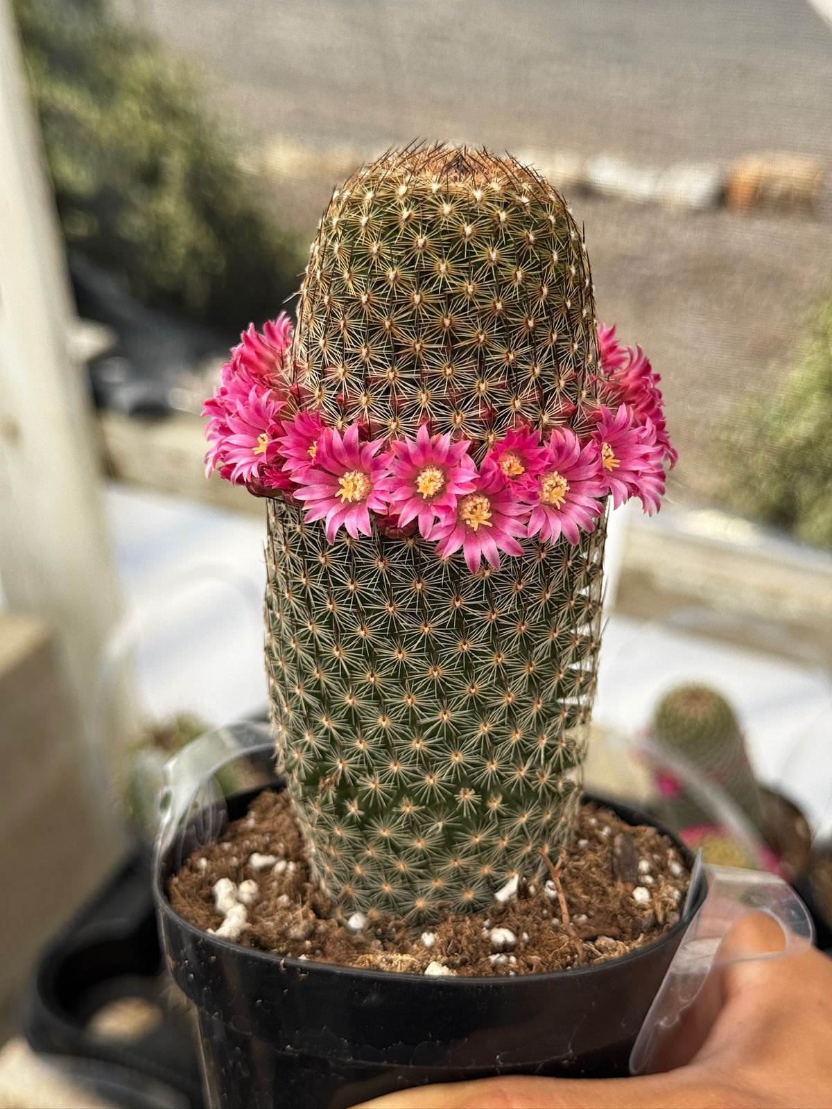Mammillaria matudae