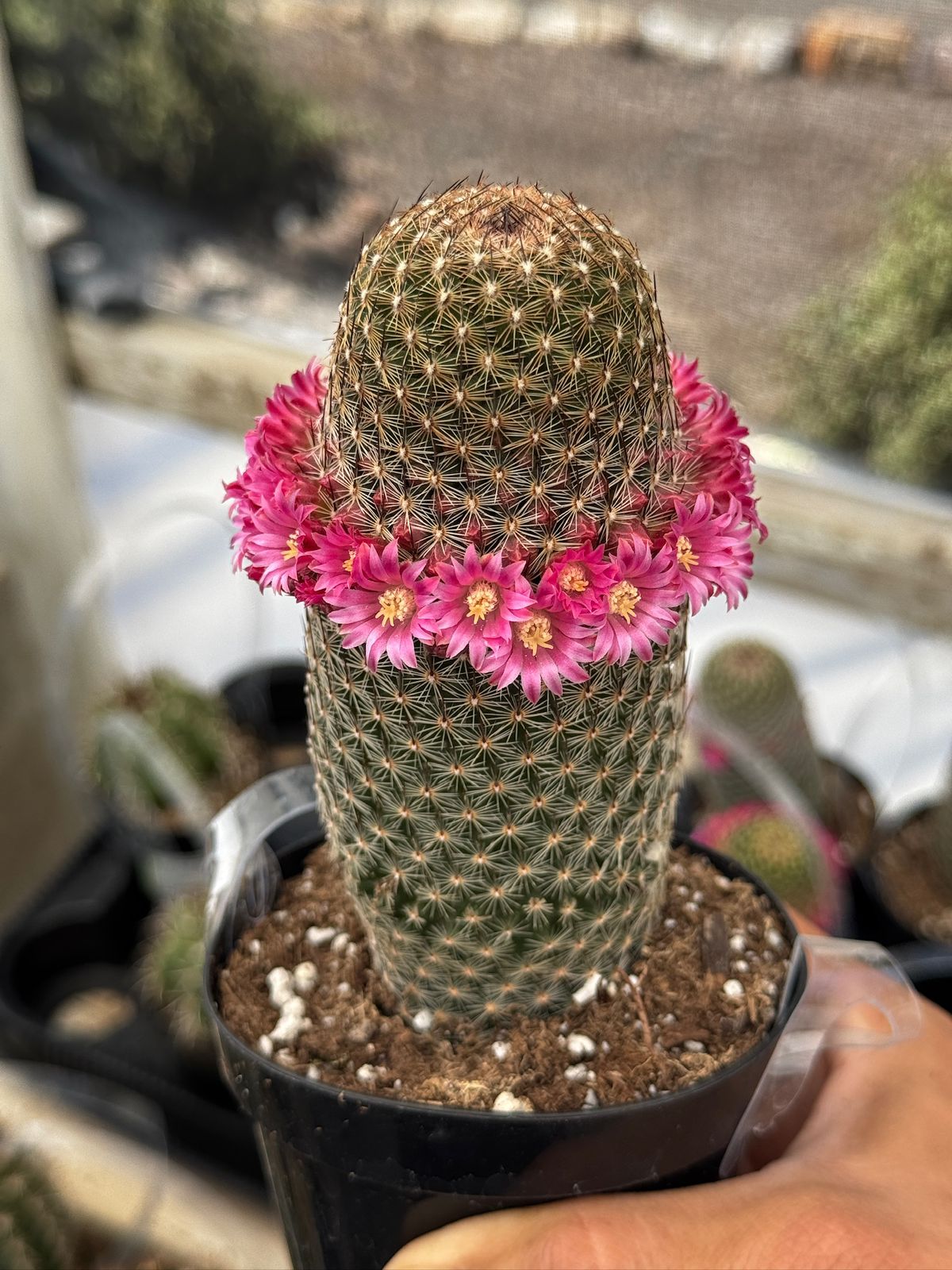 Mammillaria matudae