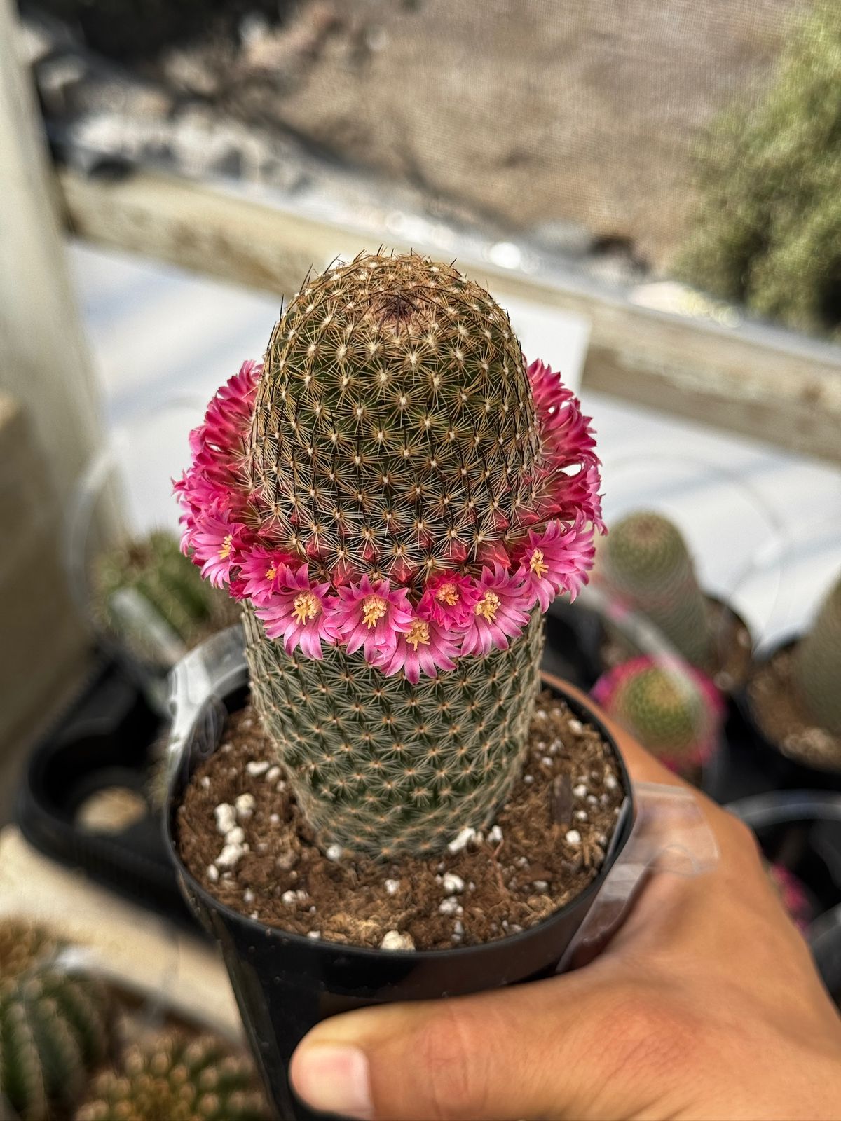 Mammillaria matudae