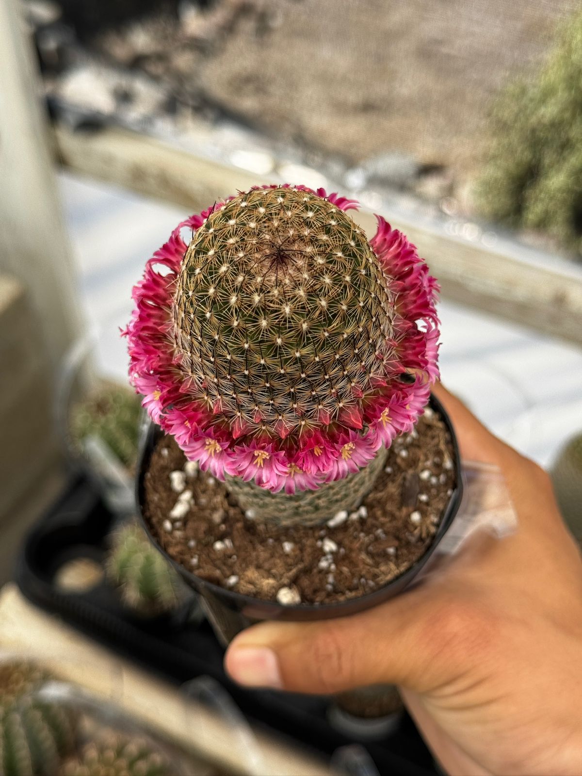 Mammillaria matudae