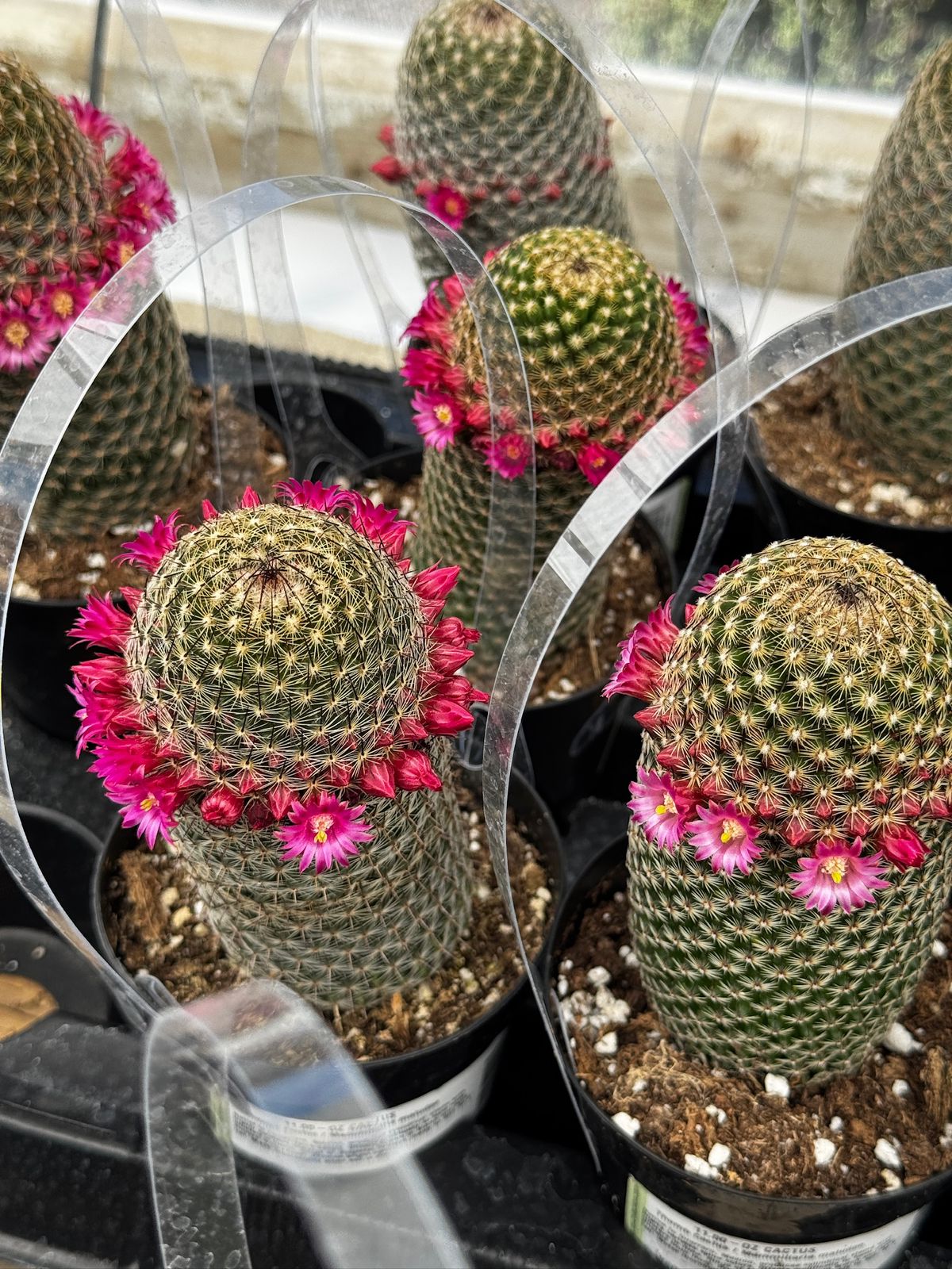 Mammillaria matudae