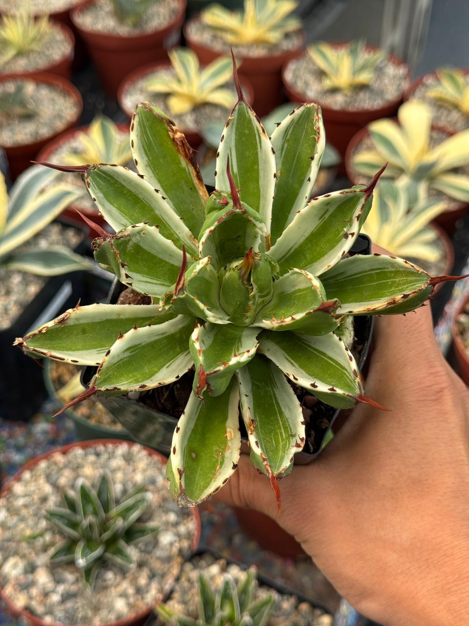 Agave potatorum cubic variegado