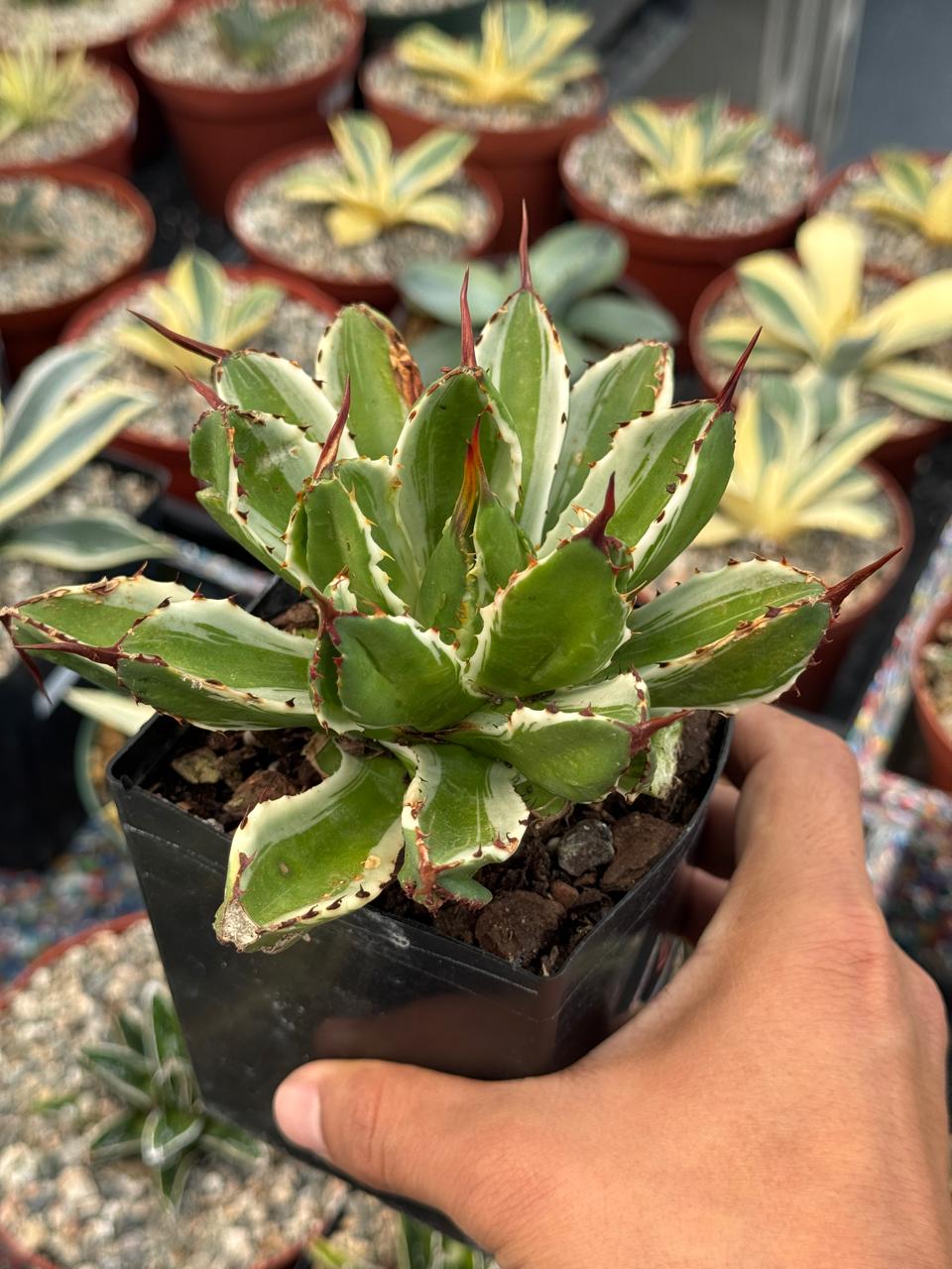 Agave potatorum cubic variegado