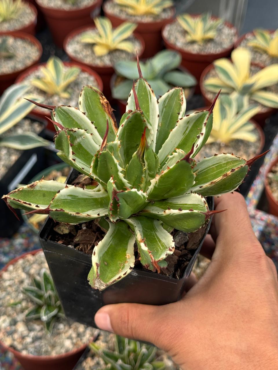 Agave potatorum cubic variegado