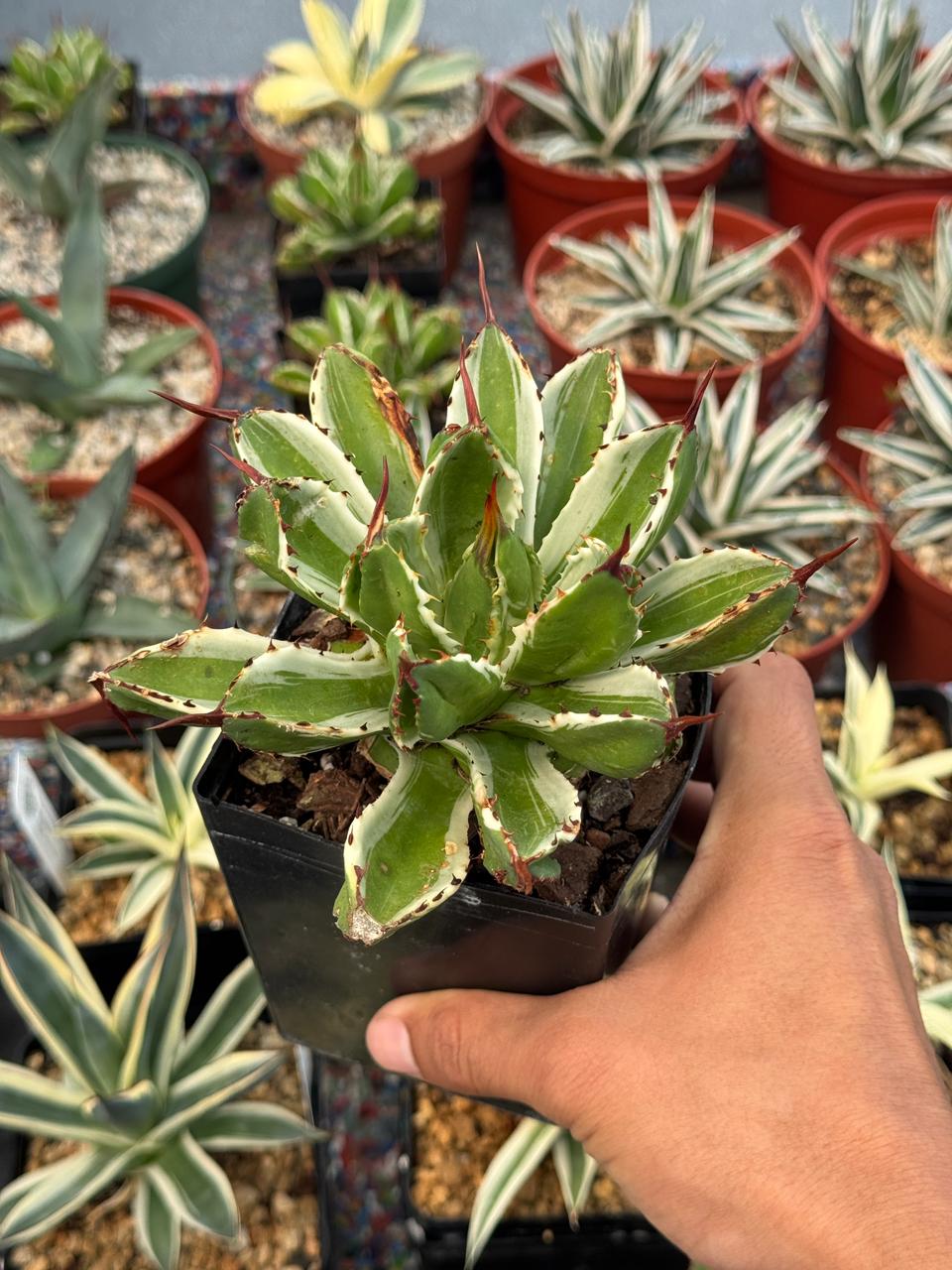 Agave potatorum cubic variegado