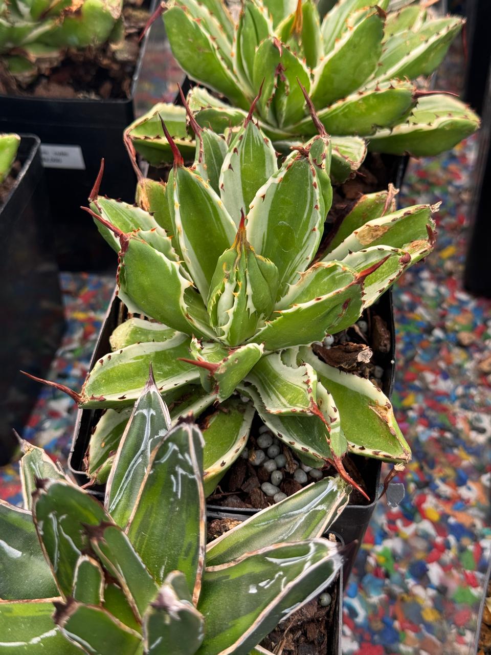 Agave potatorum cubic variegado