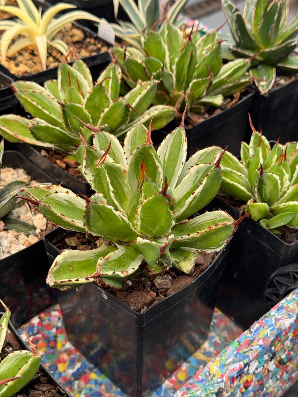 Agave potatorum cubic variegado