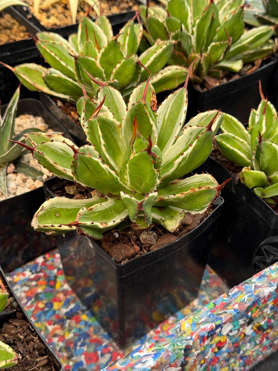 Agave potatorum cubic variegado