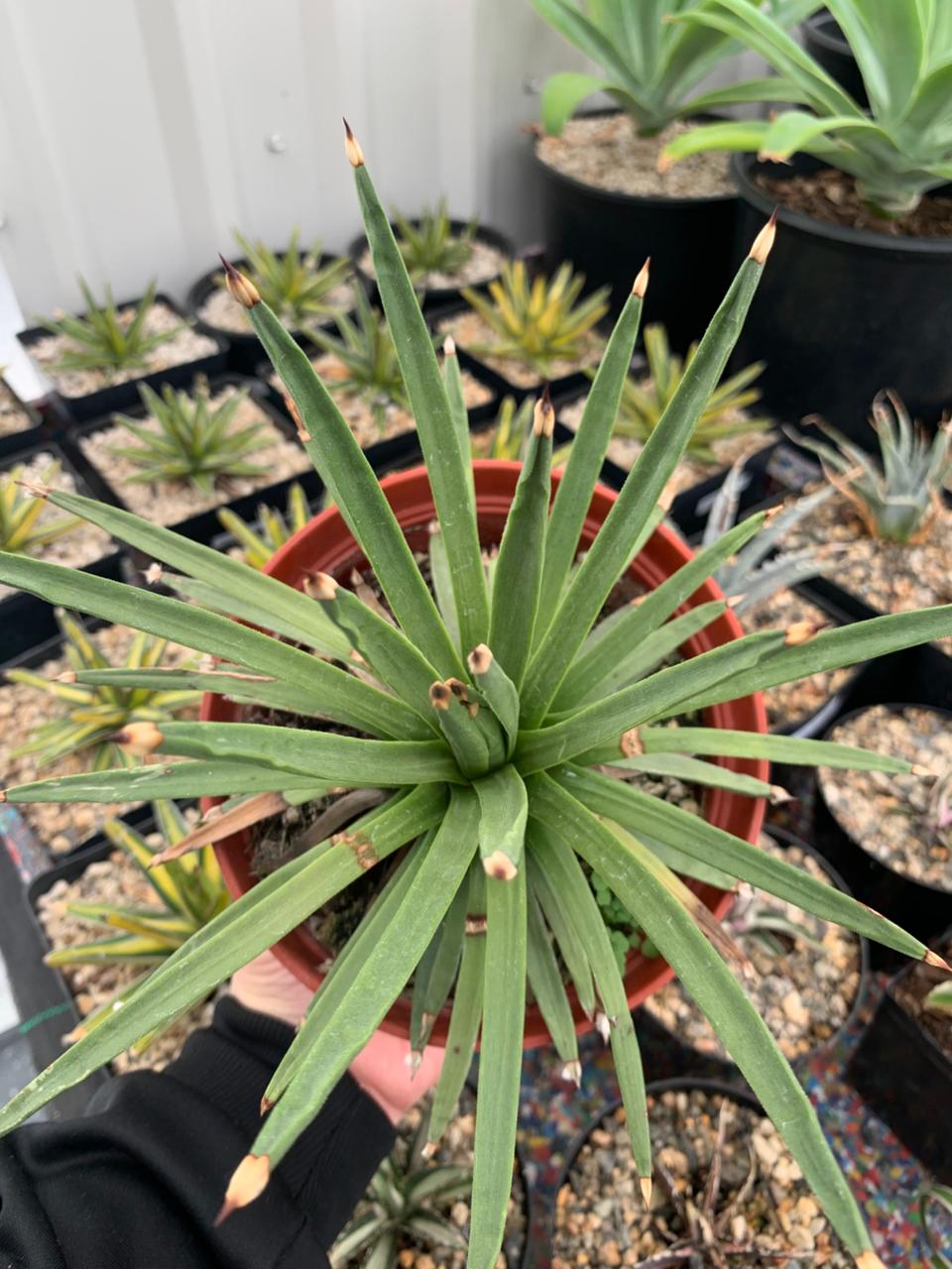 Agave Albopilosa Jumbo